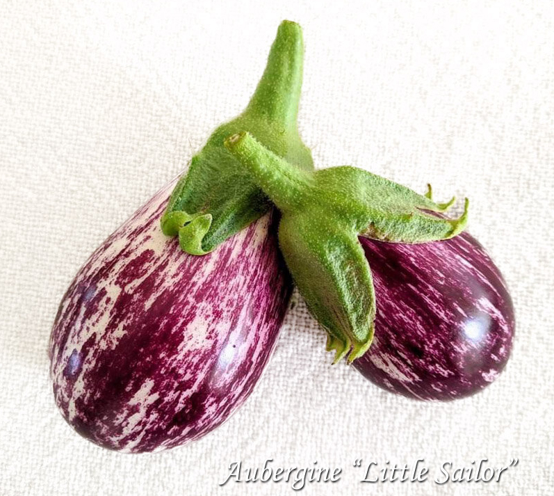 Aubergine Little Sailor, Баклажан Морячок